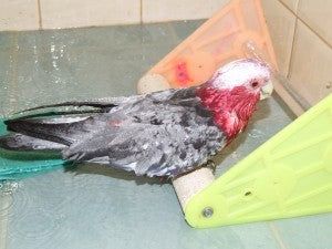 How to Set Up a Bird Cage Properly For Elderly Birds Parrot Cages, Liver Issues, Elder Care, Parrot Cage, The Cage, How To Set Up, Bird Cage, Parrot, Birds