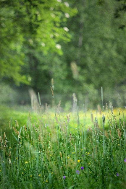 Deep in the meadow 3 by Totte. on Flickr. Deep In The Meadow, Grass Photoshop, Oasis Garden, Wild Thyme, Photoshop Digital Background, Lightroom Presets For Portraits, Blurred Background Photography, Photography Studio Background, Download Hair