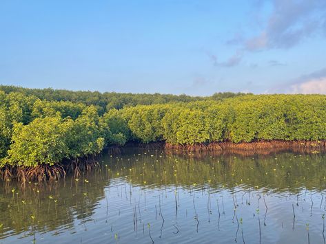 Mangrove coastal forest Coastal Forest, Community Design, Random Photography, Mangrove Forest, Forest, Photography, Quick Saves, Design