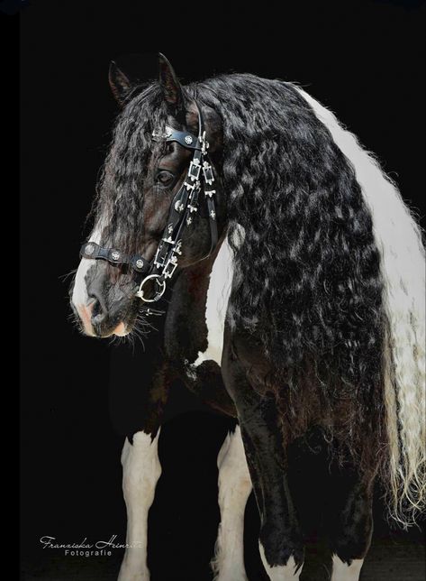 Horse Friesian, Kathiyawadi Horse, Pinto Horses, Horse Info, American Quarter Horse, Friesian Horse, Lovely Creatures, All The Pretty Horses, Horse Crazy