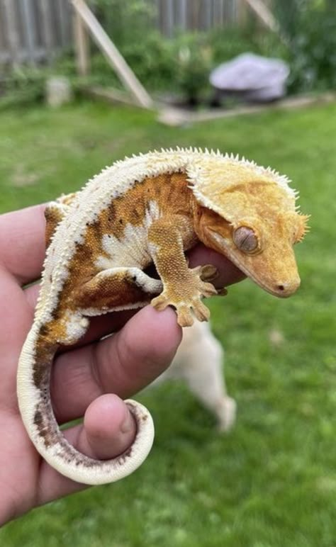 Crested Gecko Habitat, Crested Gecko Morphs, Gecko Habitat, Gecko Terrarium, Cute Gecko, Cute Lizard, Reptile Room, Cute Reptiles, Crested Gecko