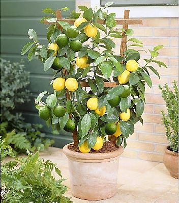 How to Grow Fruit Trees in Containers Lemon Tree In Pot, Lemon Tree Potted, Trees In Containers, Growing Lemon Trees, Fruit Trees In Containers, Potted Fruit Trees, Citrus Tree, Meyer Lemon Tree, Lemon Cocktail