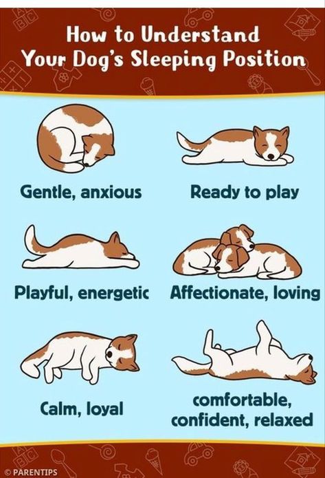 how to understand your dog's sleeping position Sleeping Reference, Dog Sleeping Positions, Brain Games For Dogs, Dog Body Language, Dog Sleeping, Side Sleeping, Easiest Dogs To Train, Dog Behavior Problems, Dog Training Treats