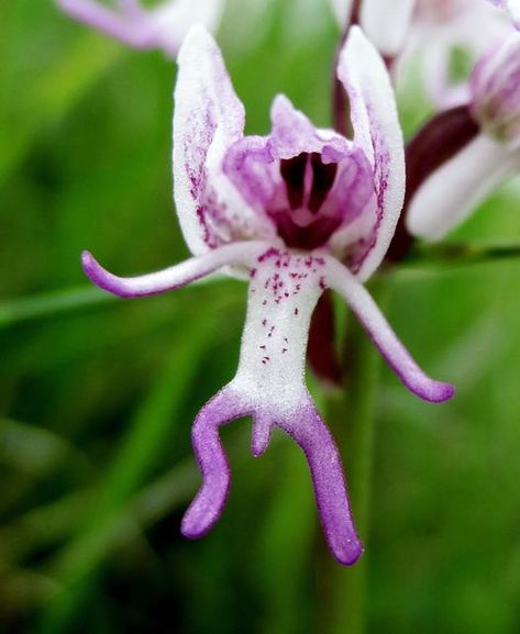 Monkey Orchid, Orchid Photography, The End Of An Era, Beautiful Butterfly Photography, Strange Flowers, Weird Plants, End Of An Era, Diy Backyard Landscaping, Special Flowers