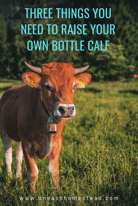 Bottle Calf Feeding Schedule, Bottle Calf Tips, Bottle Fed Calves, Bottle Feeding Calves, Raising Calves, Bottle Calves Raising, Bottle Calf, Cattle Feeder, Dexter Cattle