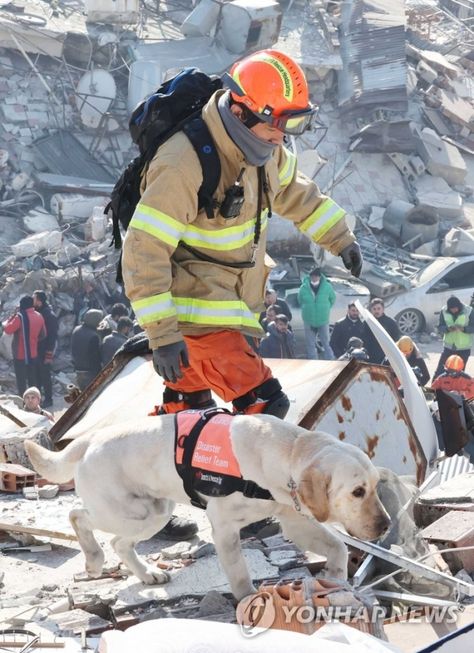 A brave Korean Disaster Relief dog continues rescue search in Turkey despite sustaining injuries Turkey And Syria, Poker Run, Search And Rescue Dogs, Feeling Fatigued, Get Back To Work, Rescue Team, February 10, Four Days, Lack Of Sleep