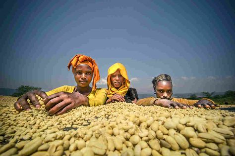 New study says Ethiopia could lose more than 50% of its #coffee growing regions to #climatechange by the end of the century, via NPR's the Salt. Ethiopia Coffee, Coffee Farmers, Coffee Origin, Ethiopian Coffee, Horn Of Africa, Coffee Truck, Film Locations, Coffee Farm, South Sudan