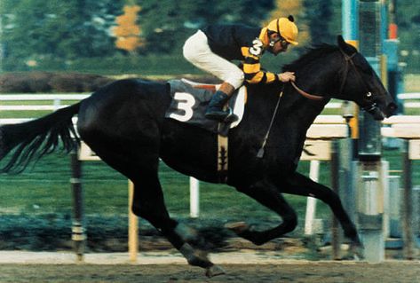 Seattle Slew Pictures and Photos - Getty Images Seattle Slew, Horses Racing, Famous Horses, American Pharoah, Triple Crown Winners, Thoroughbred Horse Racing, Race Horse, Whoop Whoop, Sport Of Kings