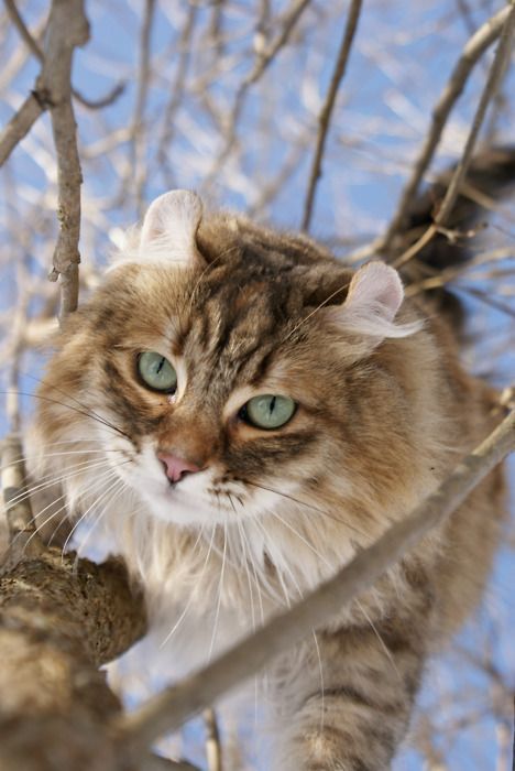 American Curl Cat is a breed of cat characterized by its unusual ears, which curl back from the face toward the center of the back of the skull.  #American #Curl #Cat #Breed #AmericanCurlCat #AmericanCat #AmericanCurl #AmericanCurlKitten #AmericanCurlKitties Animal Soldier, American Curl Cat, Different Types Of Cats, Cat References, Popular Cat Breeds, American Curl, Types Of Cats, Cat Breed, Domestic Cat