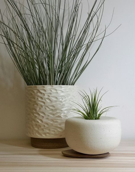 Carved podium planter and Cairn vessels with air plants Plant Vessels, Air Plants, Planter Pots, Carving, Plants