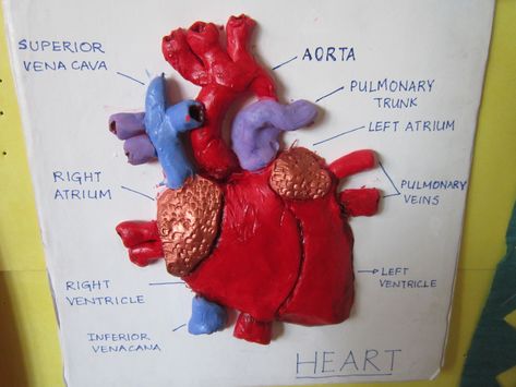 How To Make A 3d Human Heart Gis News Primary Department News From The Clay Projects Kids, Human Body Systems Projects, Body Systems Project, Human Body Science Projects, Human Anatomy Chart, Gcse Pe, Life Science Projects, Heart Facts, Instructional Activities