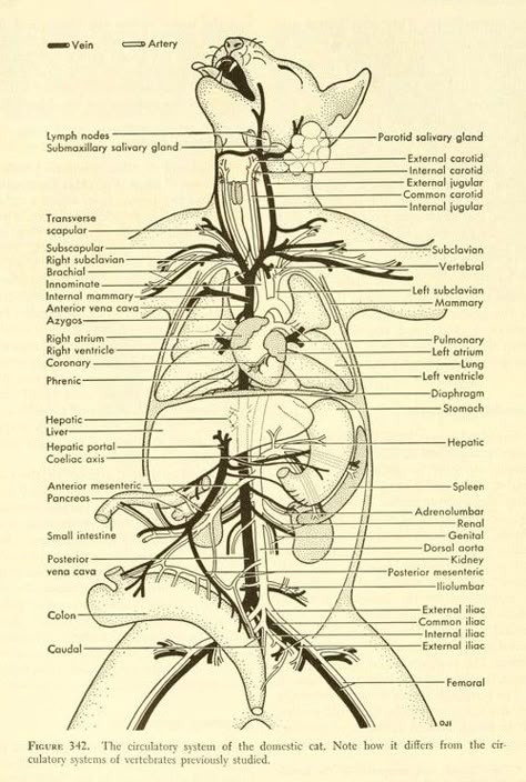 Feline Anatomy, Veterinarians Medicine, Vet Tech School, Veterinary Tech, Vet Tech Student, Vet Technician, Veterinary Studies, The Circulatory System, Vet Medicine