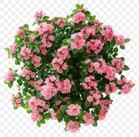 Tree Plan Png, Flowers Top View, Pink Flower Top, Aesthetic Post Ideas, Canva Templates Free, Trees Top View, Aesthetic Canva Templates, Pot Flowers, Azalea Flower