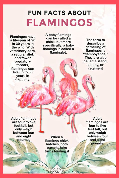 Learn about the fascinating pink feathered flamingo and enjoy an adorable Hello, August flamingo printable package with Calendar, Daily Reflections, August Goals, Meal Planner, Bible Quiet Time page & bookmarks. Plan your summer month with this FREE download. Flamingo Printables, Flamingo Facts, August Goals, August Planner, Flamingos Quote, Pink Flamingo Party, Grateful Prayer, Flamingo Craft, Flamingo Themed Party