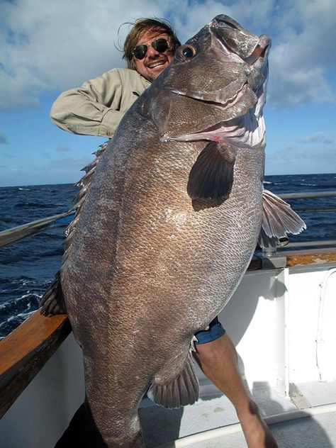 We're gonna need a bigger boat.. River Monsters, Giant Fish, Monster Fishing, Fish Tales, Salt Water Fishing, Fishing For Beginners, Salt Water Fish, Cool Fish, Fishing Pictures