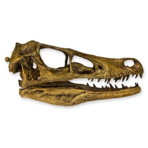 Velociraptor Skull, Dinosaur Skull, Velociraptor Dinosaur, Ancient Animals, Inner Mongolia, Country Art, Arm Sleeve, Jurassic Park, Fossil