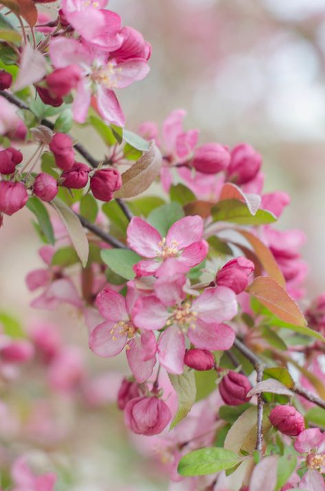 Crabapple blossoms | ~Roxanne~ | Flickr Flowering Crabapple Tree, Flowering Crabapple, Crabapple Tree, Pink Trees, Crab Apple, Pink And Green, Penny, Blossom, Trees