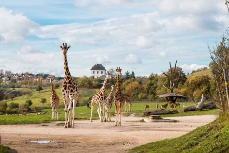 Prague Zoo (Czech Republic): Top Tips Before You Go (with Photos) - TripAdvisor Prague Zoo, Zoo Design, Zoo Architecture, Zoological Garden, African House, Visit Prague, Tropical Gardens, Travel Locations, Camera Strap