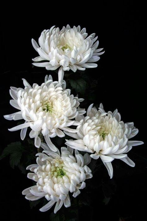 Chrythansemum Flower, Crsanthmum Flower, Chrisantemum Flower Bouquet, Crysantenum Flower Aesthetic, Crysthanamum Flowers, Crythanthimum Flowers, Crysamthmum Flower, Chrisanthiums Flower, Crisanthiums Flower