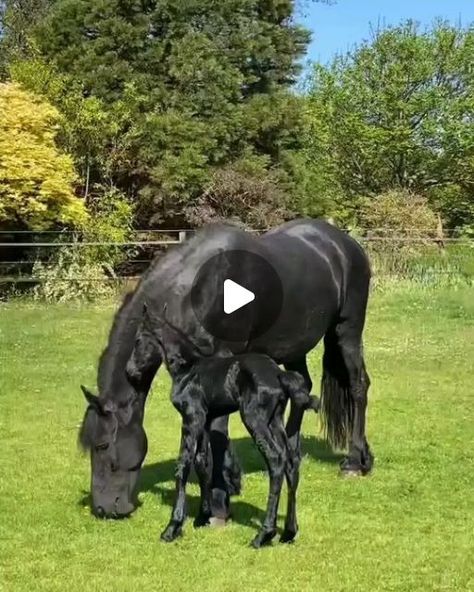 @dark.horses1 on Instagram: "So beautiful 🖤 @fantastic.horse1  🎥 By @poortershoek_friesians  Do you love horses ?  . . . . . . . #horse #horses #horsesofinstagram #equestrian #horseriding #pony #equine #pferd #equestrianlife #dressage #horselove #instahorse #love #horselover #showjumping #cheval #photography #horselife #nature #horseofinstagram #pferde #caballo #caballos #riding #horsebackriding #cavalo #horsephotography #pferdeliebe #cavalos" Wild Horse Videos, Friesian Horse Photography, Quarter Horse Stallion, Horse Dance, Funny Horse Videos, Beautiful Horses Photography, Love Horses, Funny Horses, Horse Videos