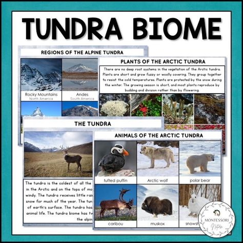 Learning Activities and Games for 3-5-Year-Olds - Montessori Nature Tundra Biome Project, Biome Project Ideas, Nature Curriculum, Tundra Biome, Biome Project, Biomes Project, All About China, Nature Learning, Plant Adaptations