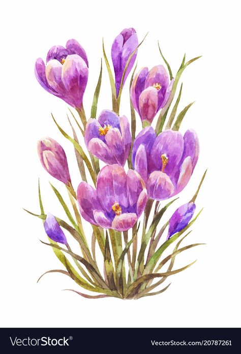 Saffron Crocus, Ramadan 2024, Antique Flowers, Drawing Projects, White Stock, Plant Illustration, Watercolour Tutorials, 3d Flowers, Botanical Art