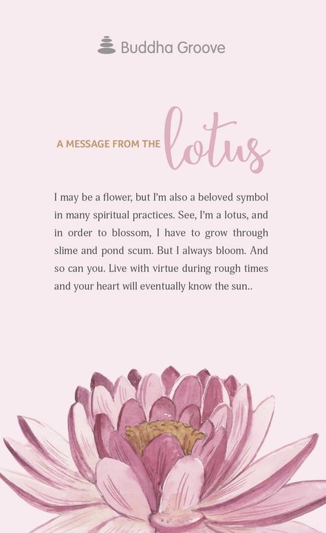 Lotus Meaning, Lotus Flower Quote, Lotus Quote, Lotus Flower Meaning, Lotus Flower Drawing, Lotus Buddha, Tattoo Lotus, Buddha Groove, Culture Quotes