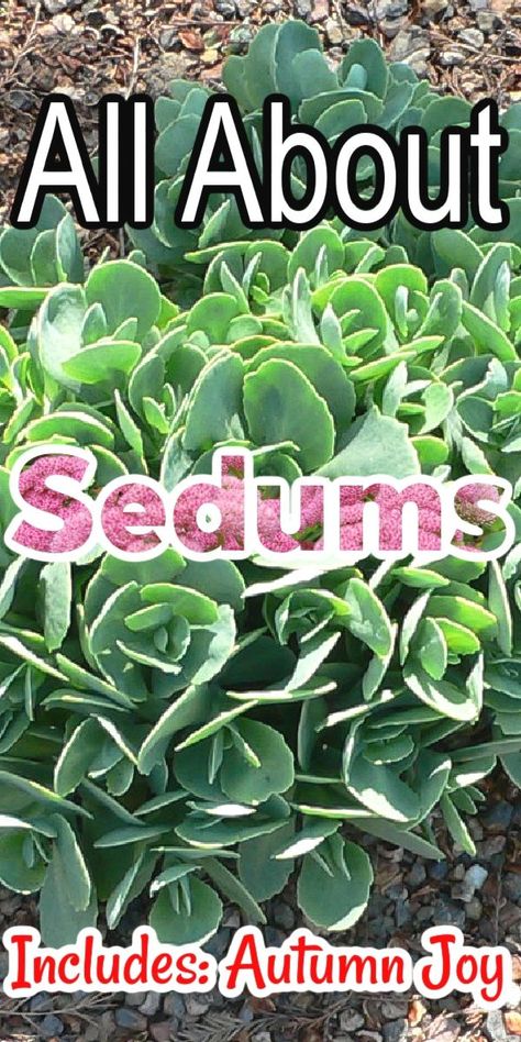 Sedum Ground Cover, Sedum Autumn Joy, Sedum Garden, Lavender Plant Care, Sedum Plant, Plants Under Trees, Water Wise Plants, Thrifty Thursday, Homestead Gardens