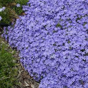 Ground Cover Flowers, Succulent Ground Cover, Perennial Ground Cover, Creeping Phlox, Ground Covers, Alpine Plants, Sun Perennials, Purple Garden, Ground Cover Plants