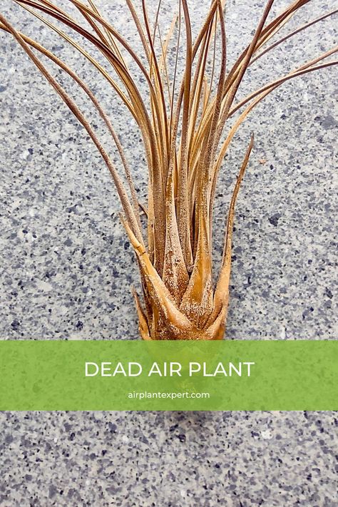 DEAD AIR PLANT | Is My Air Plant Dead | AIR PLANT CARE How To Care For Air Plants, Air Plants Diy Display, Inside Gardening, Types Of Air Plants, Air Plants Diy, Air Plant Care, Air Plant Garden, Air Plants Decor, Plant Care Guide