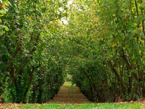 Hazelnut Bush, Permaculture Food Forest, Hazelnut Tree, Orchard Tree, Picture Tree, Berry Bushes, Potager Garden, Permaculture Gardening, Edible Landscaping