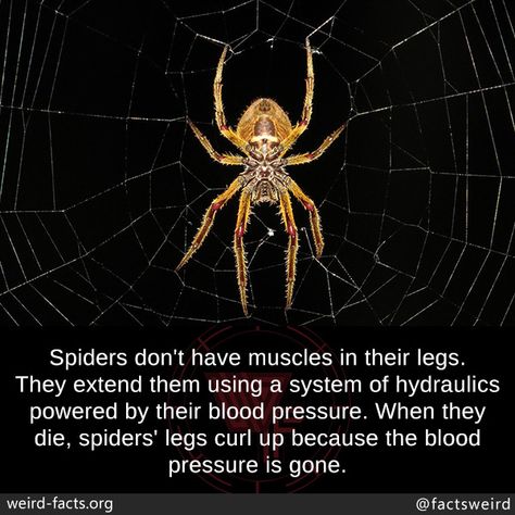 Spider Powers, Spider Facts, Spider Fact, Sea Spider, Fun Facts About Animals, Leg Curl, Wow Facts, Animal Facts, Science Facts