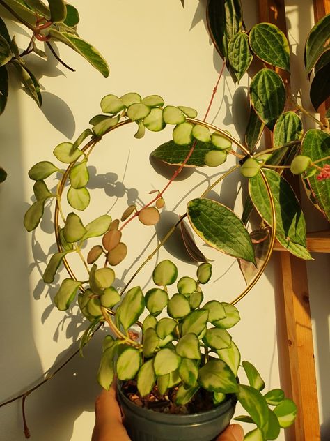 Hoya Heuschkeliana Variegated with special trellis Hoya Varieties, Hoya Heuschkeliana, Hoya Plant, Beautiful Plants, Green House, Types Of Plants, Star Shape, Planting, House Plants