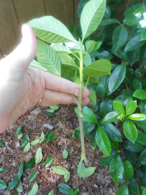 Gardenia Care, Propagation Plants, Gardenia Trees, Growing Gardenias, Rooting Plants, Gardenia Bush, Gardenia Plant, Peace Garden, Decorative Plants