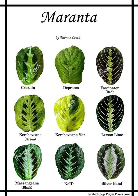 Calathea Maranta Leuconeura, Plant Leaf Identification, Leaf Identification, Calathea Plant, Plant Care Houseplant, Inside Plants, Illustration Botanique, Variegated Plants, Interior Plants