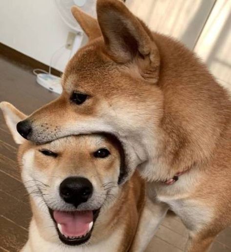 Japanese Dogs, Lovely Friends, Shiba Inu Dog, Funny Animal Photos, Silly Dogs, Animal Photos, Cute Funny Dogs, Fluffy Animals, Cute Animal Photos