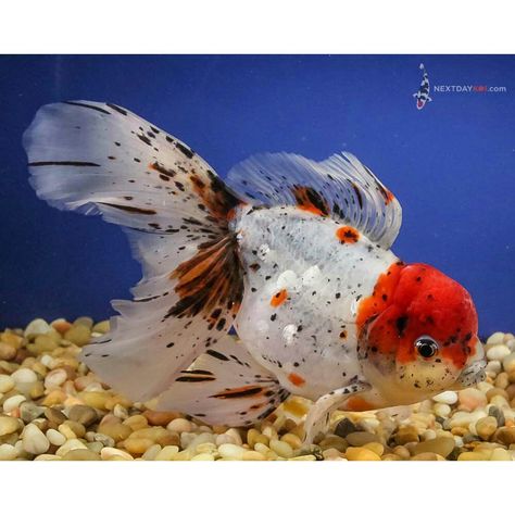 Jumbo Calico Oranda 8.5" Comet Goldfish, Oranda Goldfish, Fancy Goldfish, Goldfish Tank, Undersea World, Aquatic Animals, Gold Fish, Resin Artwork, Phish