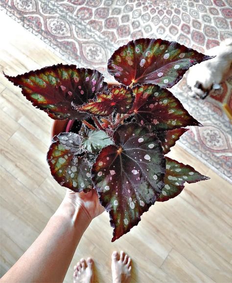 Begonias are some of the most beautiful, visually interesting plants you can grow indoors. Here's what to know about the different types, and their care. Exotic Plants Indoor, Plant Apartment, Indoor Greenhouse, Plant Projects, Indoor Plant Care, Spider Plants, Nature Garden, House Plants Indoor, Different Plants