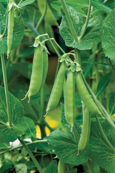 Snap Peas Growing Blackberries, Growing Peas, Planting For Kids, Pea Plant, Pineapple Planting, Lettuce Seeds, Fall Vegetables, Grow Plants, Sugar Snap Peas