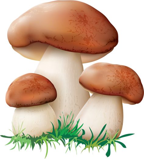 Mushroom Clipart, Mushroom Images, Cartoon Mushroom, Ikea Kitchen Design, Mushroom Crafts, Wall Drawing, Mushroom House, Mushroom Fungi, Baby Fairy