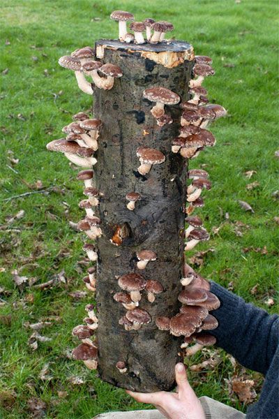 Growing Shiitake Mushrooms - Dr. Weil's Garden Mushroom Plugs, Making Mushrooms, Growing Shiitake Mushrooms, Grow Mushrooms, Growing Mushrooms At Home, Mushrooms Growing, Mushroom Cultivation, Garden Mushrooms, Shiitake Mushrooms