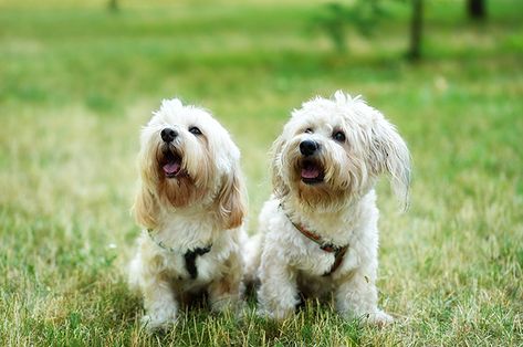 Bolognesen är en dvärghund som har blivit en populär sällskapshund av flera intressanta anledningar. Här har vi samlat den information du behöver om bolognesen. Bolognese Dog, Smartest Dogs, Hybrid Dogs, Purebred Dogs, Dog Allergies, Poodle Mix, Smart Dog, Older Dogs, Dog Breeder