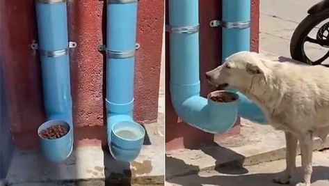 Man Creates Food And Water Dispenser For Stray Dogs | I Love My Dog So Much Parent Hacks, Pee Stains, Smart Hacks, Loose Leash Walking, Cat Bedroom, Doggy Daycare, Type Of Content, Dog Wellness, Animal Ideas