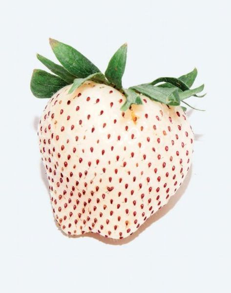 Beach Coquette, Strawberry Farm, White Strawberry, Strawberries, Fruit, Collage, Plants, Pins, White