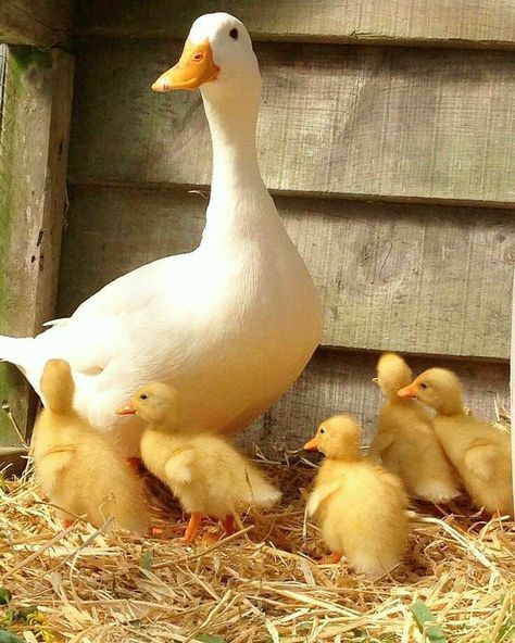 Duck Pictures, Pet Ducks, Duck Bird, Baby Ducks, Sweet Animals, 귀여운 동물, Animals Friends, A Mother, Beautiful Creatures