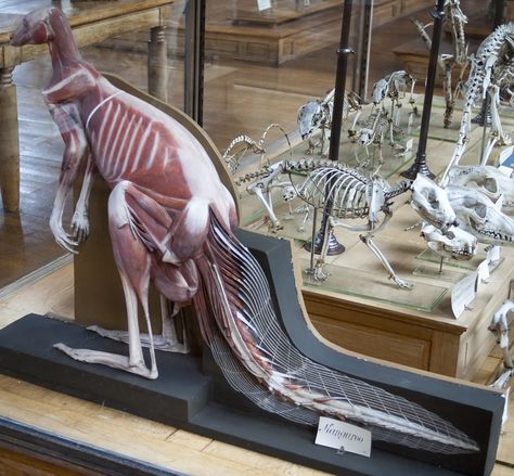 Kangaroo anatomical model | by Lukas Large Kangaroo Anatomy, Hare Reference, Anatomical Model, Calm Down Kit, Drawing Help, Vulture Culture, Animal Anatomy, Vet Med, Body Anatomy