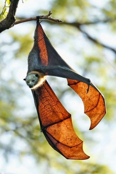 Giant golden-crowned flying fox Fox Bat, Flying Fox, Hanging Upside Down, Animal Family, Amazing Animal Pictures, Fruit Bat, Nocturnal Animals, Animal Wildlife, Download Image