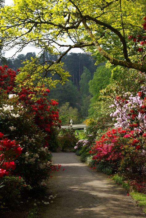 one of my favourite gardens in North Wales - Bodnant Garden in the beautiful Conwy Valley. Gardens Of The World, The Secret Garden, Late Spring, North Wales, Gorgeous Gardens, English Garden, Non Fiction, Shade Garden, Garden Paths