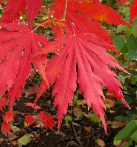 Northern Glow® Japanese Maple - A versatile Maple with attractive, lobed foliage that is green in the summer and bright red and orange in the fall. This hybrid of a Japanese Maple and Korean Maple creates a beautiful, broad spreading tree with excellent hardiness. Shrub Roses, How To Attract Hummingbirds, Attract Butterflies, Japanese Maple, Leaf Coloring, Red And Orange, In The Fall, Landscaping Ideas, Bright Red