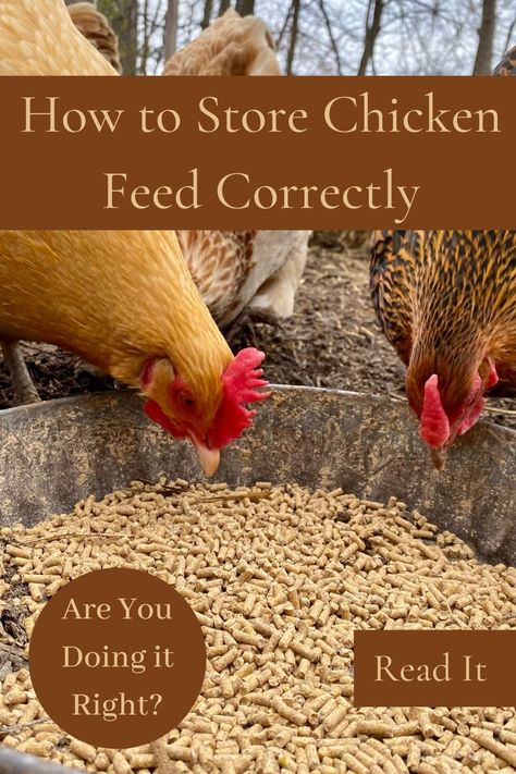 If you don't store your chicken feed correctly you could sicken your chickens. Nobody wants sick chickens that don't lay eggs so read this simple things you should do to keep chicken feed fresh How To Store Chicken Feed, Chicken Feed Storage Ideas, What Can Chickens Eat, What To Feed Chickens, Organic Chicken Feed, Benefits Of Chicken, Broiler Chicken, Chicken Feeders, Chicken Farming